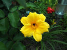 Hemerocallis