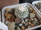 Turbinicarpus valdezianus fma. albiflorus