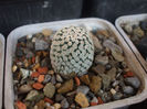 Turbinicarpus valdezianus fma. albiflorus