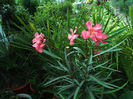 DSCF4007