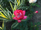 ROSE GAUJARD