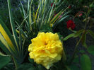 GOLDEN PARFUME