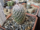 Rapicactus subteraneus