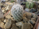 Rapicactus zaragozae