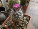 Rapicactus booleanus