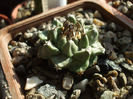 Turbinicarpus alonsoi