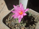 Turbinicarpus alonsoi , floare