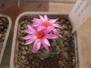 Turbinicarpus alonsoi , inflorit