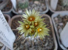 Turbinicarpus flaviflorus