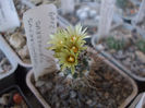 Turbinicarpus flaviflorus 2
