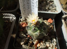 Turbinicarpus klinkerianus ssp. klinkerianus