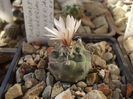 Turbinicarpus klinkerianus ssp. klinkerianus 2 iun