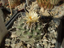 Turbinicarpus klinkerianus ssp. schwarzii 2 iun