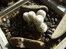 Turbinicarpus krainzianus