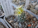 Turbinicarpus krainzianus ssp. krainzianus