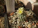 Turbinicarpus krainzianus ssp. krainzianus 1