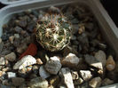 Turbinicarpus laui