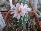 Turbinicarpus lophophoroides