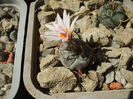 Turbinicarpus macrochele ssp. polaskii 1,5 cm