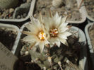Turbinicarpus polaskii La Bonita , Vedere flori