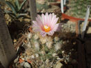 Turbinicarpus pseudomacrochele v. alenae 2 iun.