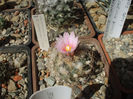 Turbinicarpus pseudomacrochele v. alenae MZ 1334 SE Ixmiquilpan , Hidalgo , Mx.