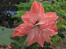 Amarilis somon batut