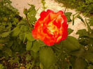 Emeraude d_or