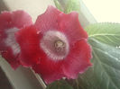 tigrina red