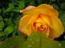 Golden delight
