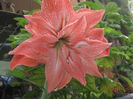 Amarilis somon batut