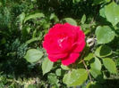 prima floare