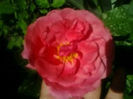 Mildred