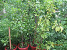 Hibiscusi batrani