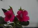Speciosa Slipper -hibrid de anul trecut