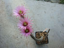 Wilcoxia waldeisii    E.Haugg 1994
