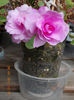 impatiens roz batut