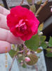 impatiens rosu batut
