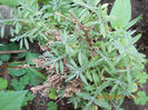 lavanda "blue scent"