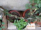 7 iunie 2013-flori 130
