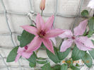 clematis dr.ruppel