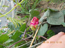 7 iunie 2013-flori 143