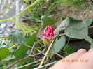 7 iunie 2013-flori 145