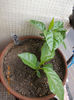 passi edulis