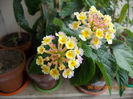 lantana camara