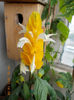 7 iunie 2013-flori 154