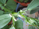 bob(planta comestibila)