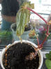 begonia rex metalica