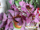 oxalis triangularis