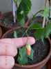 abutilon caramiziu-din bulgaria